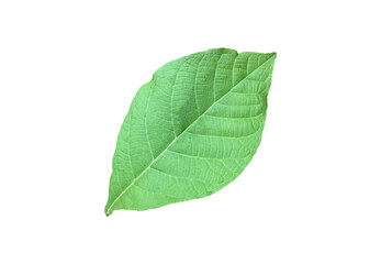 Isolated young and fresh tectona grandis or teak leaf with clipping paths.