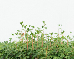 New leaves, fresh shoots, plants.