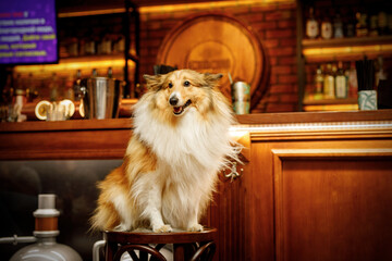 Happy shetland sheepdog in dog-friendly bar.
