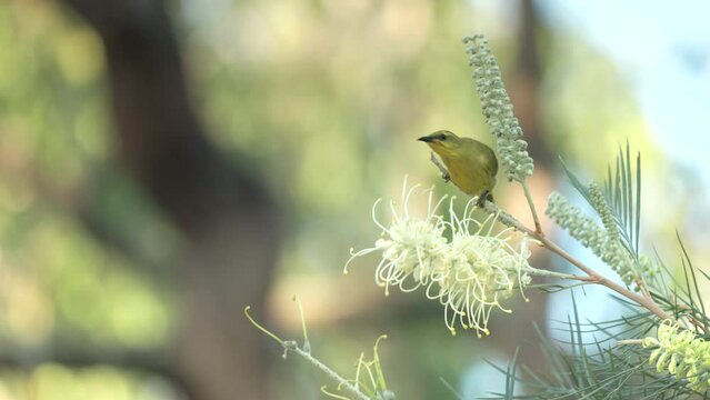 a yellow honeyeater feeding on a grevillea flower at granite gorge near mareeba of qld, australia