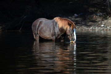 Chestnut stallion wild horse feeding on water grass and reflecting in the Salt River near Mesa...