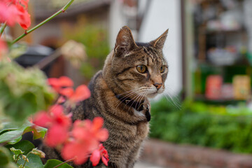 Portrait of a cat sitting outdoors in a garden - 560289543