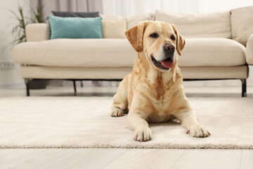 Cute Labrador Retriever on floor in living room