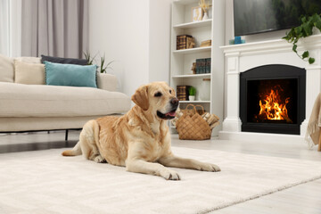 Cute Labrador Retriever resting on carpet in stylish room