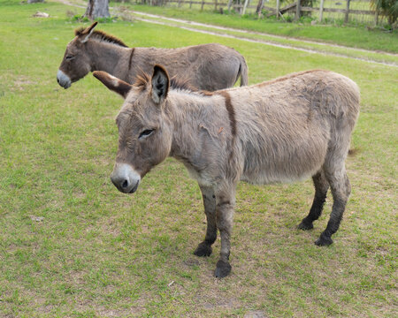 Two donkeys in a field.