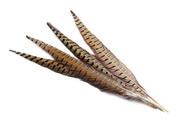 Beautiful brown bird feathers on white background, top view