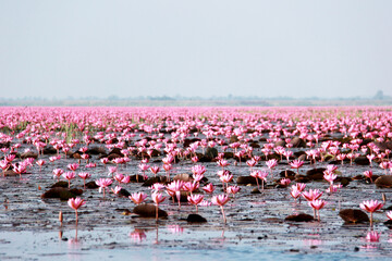 Fototapeta premium flamingos in the water