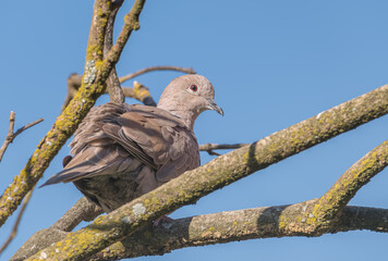 eurasian collared dove perched on a tree branch streptopelia decaocto