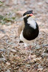 the banded lapwing is searhing for food