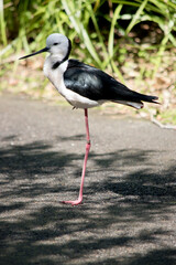 this is a side view of a black necked stilt
