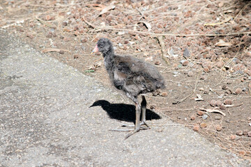 the dusky moorhen chick is looking for its mother