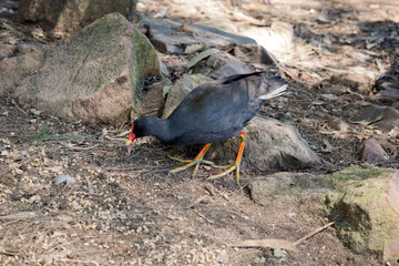 the dusky moorhen is looking for food