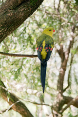 this is the back of a regent parrot perched on a tree