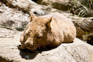 the wombat is resting in the sun