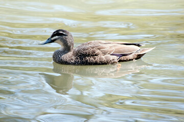 this is a side view of a Pacific black duck swimming in the lake