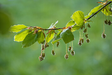 Hanging hairy male flowers and young leaves on a branch of a beech tree (Fagus sylvatica) in spring, natural green background, copy space, selected focus - obrazy, fototapety, plakaty