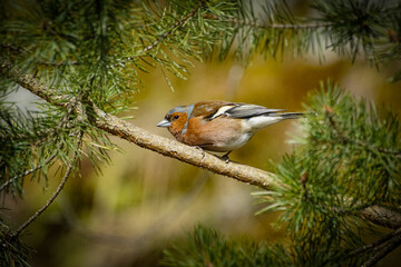 robin on branch