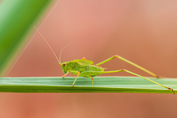 Speckled Bush-cricket, Leptophyes punctatissima, Majorca, Spain