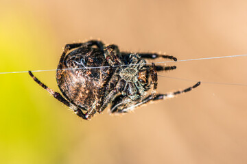 Gorse Orb-weaver, Agalenatea redii, Majorca, Spain