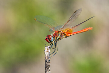 Red Veined Darter, Sympetrum fonscolombii, Majorca, Spain