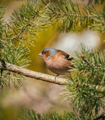 robin on branch
