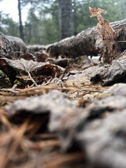 stump in the forest