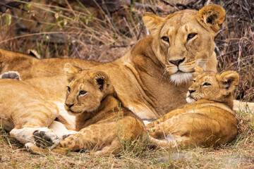 Naklejka na ściany i meble Mother lion with her cubs in the Maasai Mara