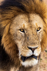 Big male lion in Kenya