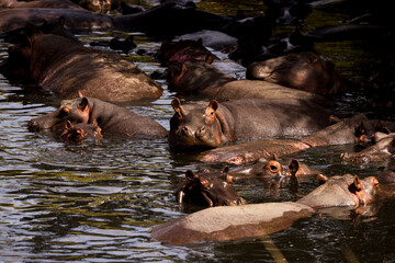 Hippos in a river in Kenya