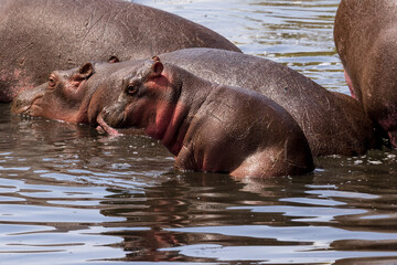 Baby hippo in the river in Kenya
