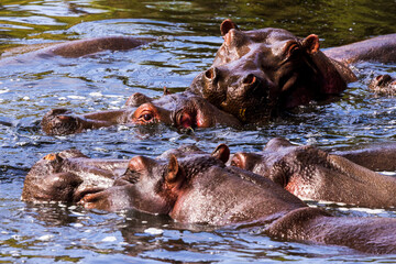 Hippos in the river in Kenya