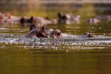 Hippo in the river at eye-level
