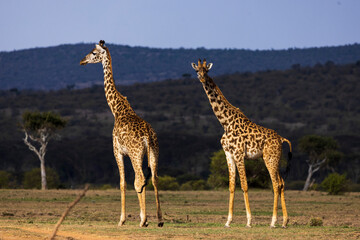 Giraffe in the savannah
