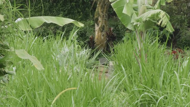 SOMEONE IS MOVING THE WEED IN THE GARDEN