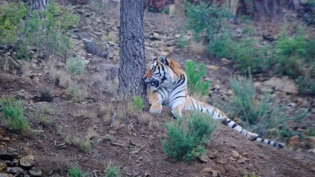 Tiger in the forest on an overcast day