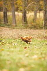 Chickens on a small farm in the country. Small scale poultry farming in Ontario, Canada.