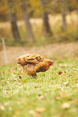Chickens on a small farm in the country. Small scale poultry farming in Ontario, Canada.