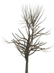 Obraz premium Tree branch cutout