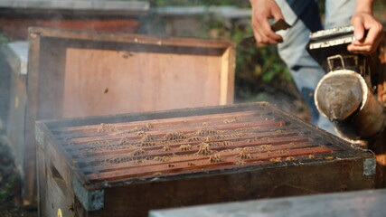 smoker spraying human a part of the beehive boxes of the apiary