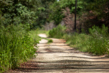 Fototapeta na wymiar path in the forest