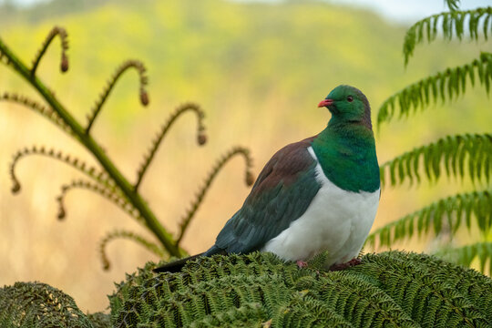 Kereru Nikau