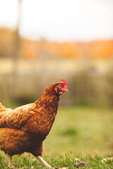 Chickens on a small farm in the country. Small scale poultry farming in Ontario, Canada.