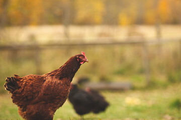 Chickens on a small farm in the country. Small scale poultry farming in Ontario, Canada.