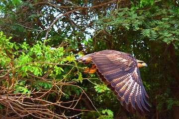 Amazon falcon