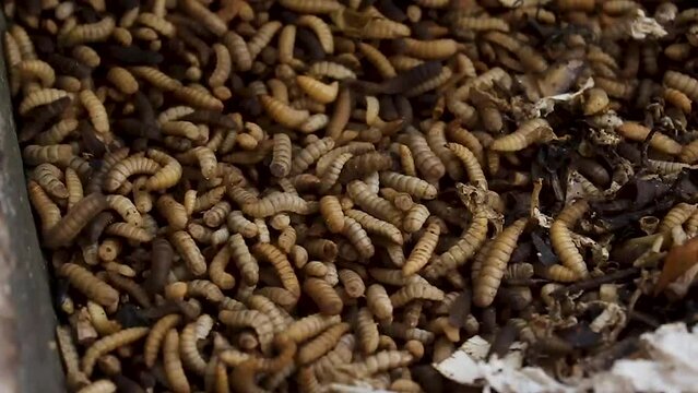 Hermetia illucens maggot cultivation. maggots feeding on organic waste in traditional Indonesian agriculture.