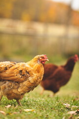 Chickens on a small farm in the country. Small scale poultry farming in Ontario, Canada.