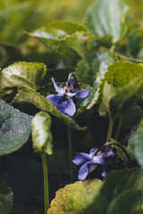flores de violeta entre hojas verdes estilo vintage, formato vertical