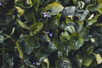 violetas entre hojas verdes estilo vintage , textura de hojas 