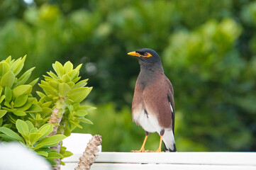 A mynah bird sitting on a fence in a tropical garden in Rarotonga, Cook Islands
