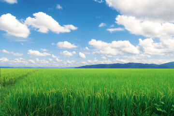 Lanscape green rice field with beautiful cloudy blue sky, main food energy and economic source, price product of asia country